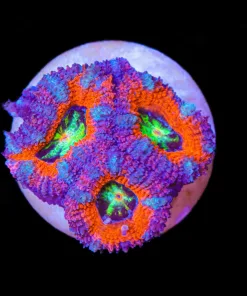 Rainbow Eye Acan Frag Small (Row #54:B)