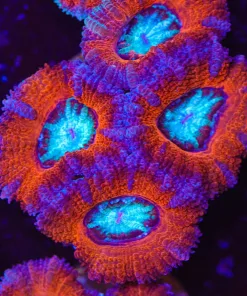 Frozen Lava Acan Frag (Row #55)