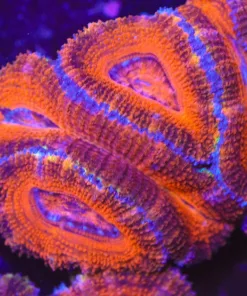 XL Ruby Red Acan Frag (Row #57)