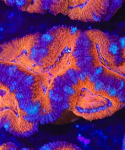 Large Purple Red Acan Frag (Row #57:B)