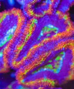 Rainbow Acan Frag Large (Row #58)