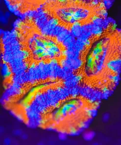 Rainbow Skittle Acan Frag (Row #58:B)