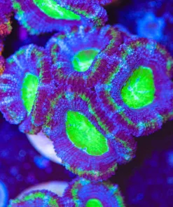 Electric Grape Acan Frag (Row #59)