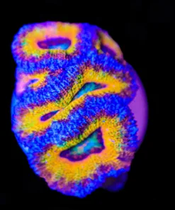 Orange Tiger Acan Frag (Row #62:B)