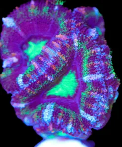 Green Wine Acan Frag (Row #64)