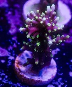 1'' Needle In The Haystack Acopora Frag (Row #65:B)