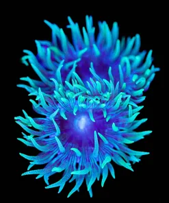 West Australian Blue Duncan Coral Frag | Rare Color Variety | 1-2 Heads / frag (Row #66)