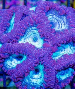Frozen Blueberry Blastomussa Frag | 1-2 Heads (Row #67)