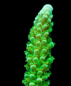 Small Bali Green Slimer Frag | No Easier Acropora Than This Species (Row #68:B)