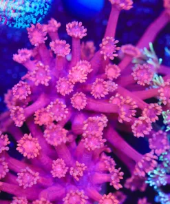 Pinkish Flowerpot Coral Frag (Row #69)