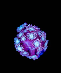 Branching Gonipora Frag | Small | Crazy Rare (Row #69:B)