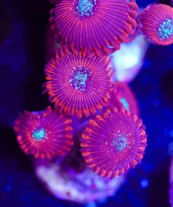 Magician Zoanthid (Row #6:B)