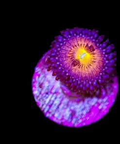 Supernova Zoa Frag |1-2 Heads (Row #7)