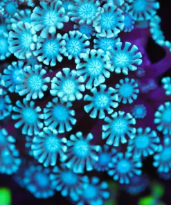 Daisy Alveopora Coral (Row #73)