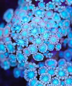 Pink Cloud Alveopora Coral (Row #73:B)