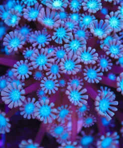 Snow Leopoard Alveopora Coral (Row #75)