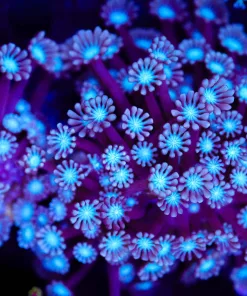 Blueish Alveopora COral Frag (Row #75:B)