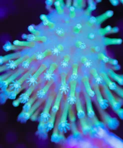 Okinawa Leather Coral Frag (Row #79)