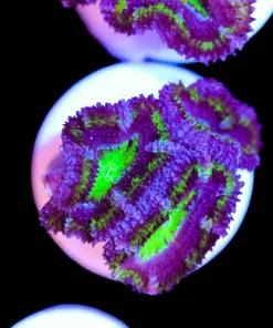 Purple Acan Coral Frag (Row #7:B)