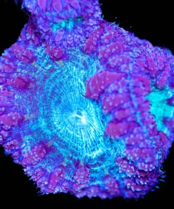 Frozen Blastomussa Frag (Row #80)