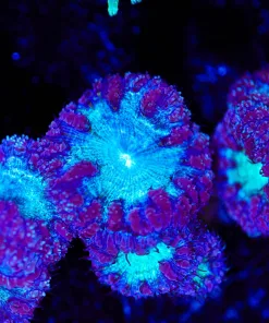Giga Blastomussa Frag (Row #80)