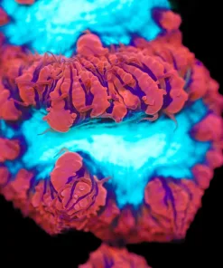 Jumbo Head Blastomussa Frag (Row #81)