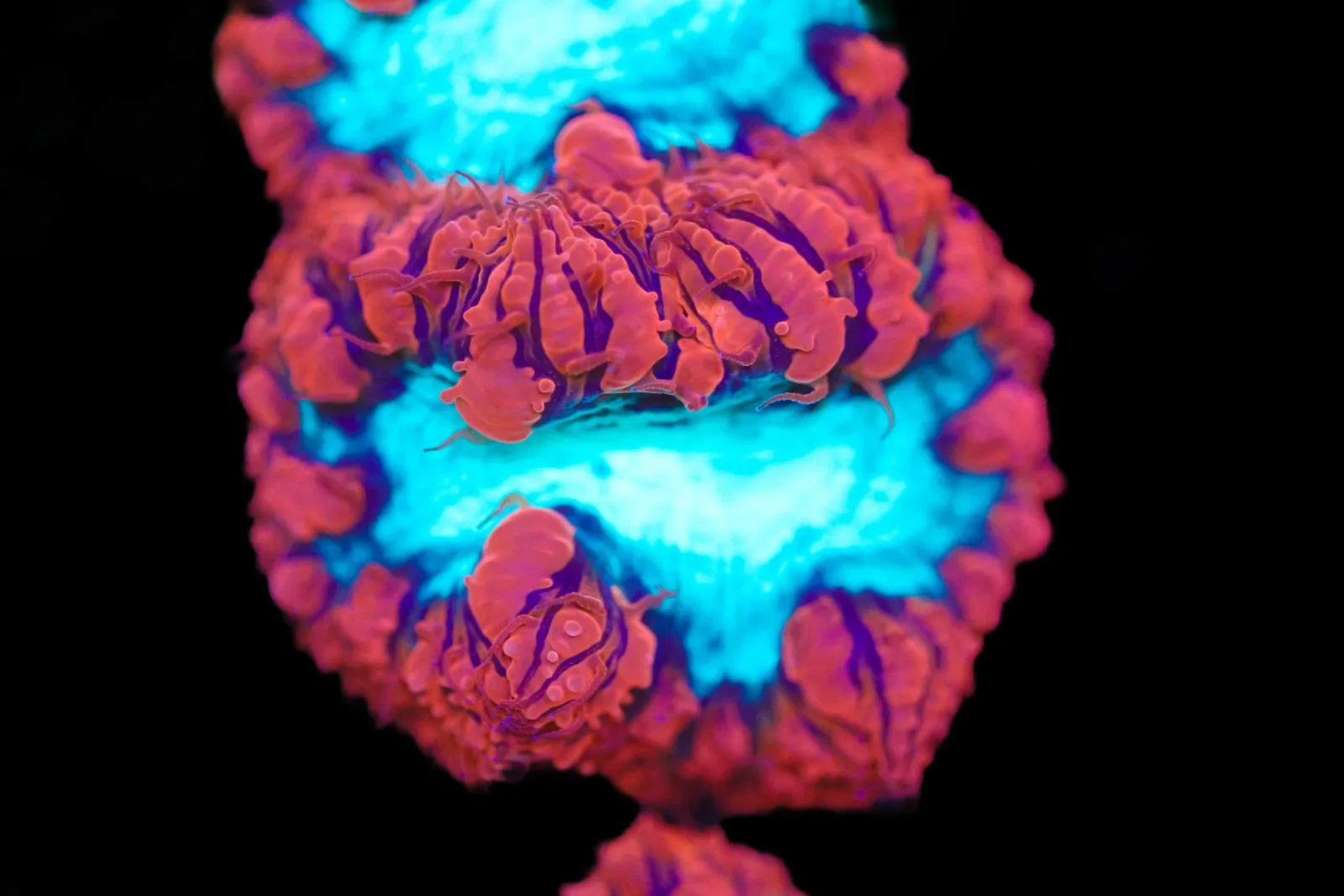 Jumbo Head Blastomussa Frag (Row #81)