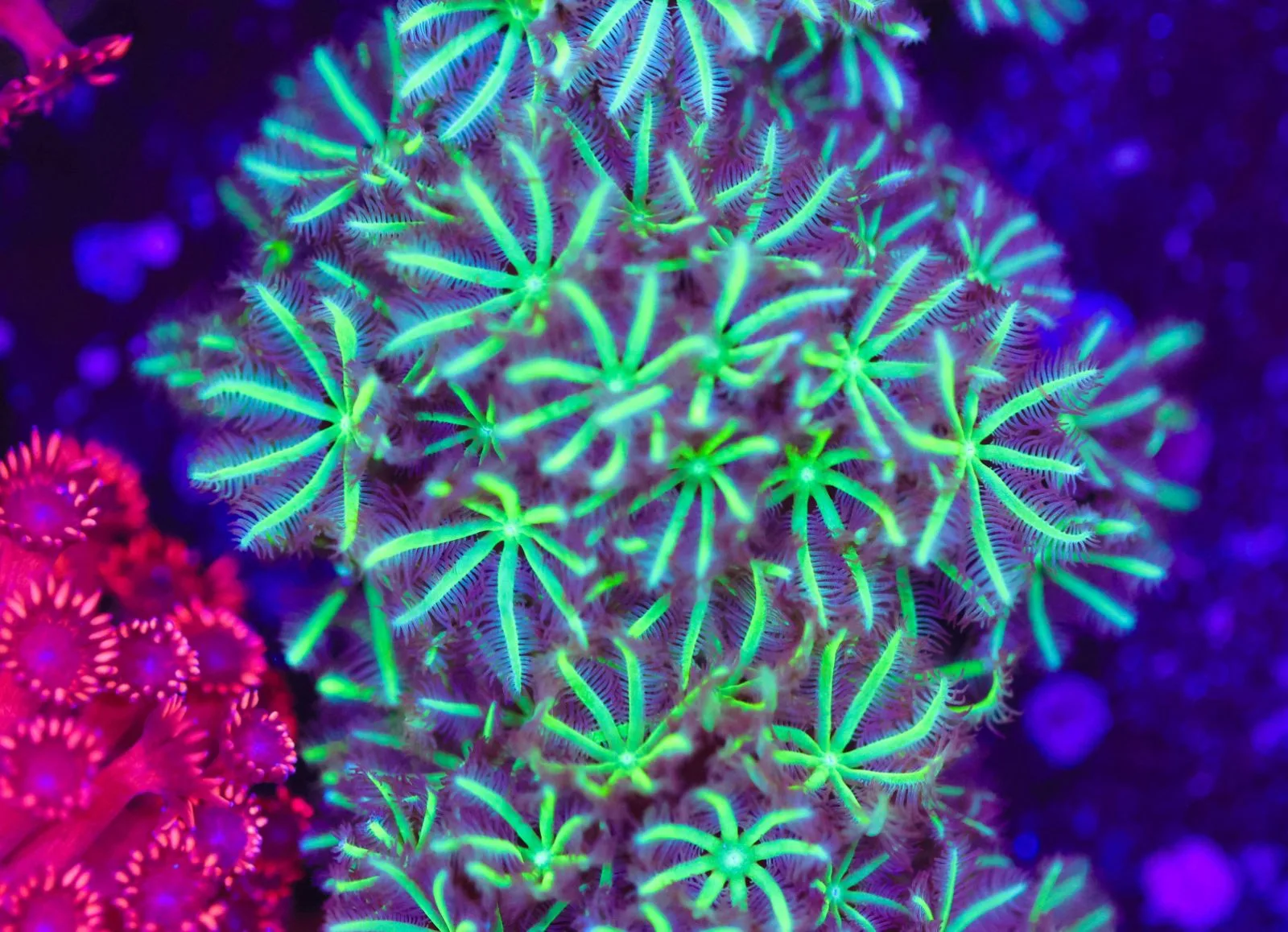 Palm Lime Pipe Organ Frag (Row #84:B)