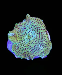 Yellow Leopard Mushroom (Row #89)