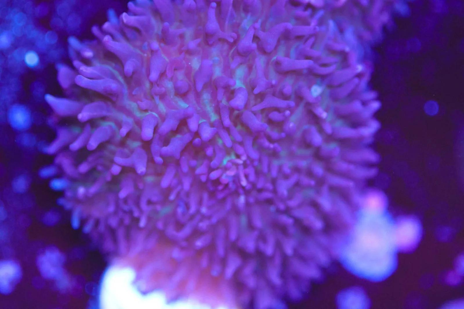 Fuzzy Mushroom Frag (Row #89)
