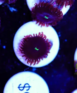 Red People Eater Zoa Frag (Row #8:B)