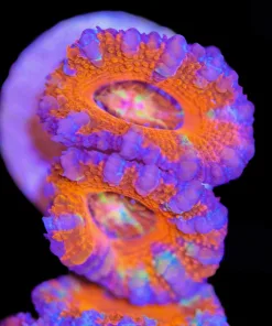Small Tri Color Acan Frag (Row #8:B)