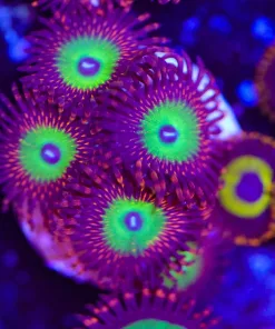 Candy Apple Red Zoanthid Frag (Row #9)