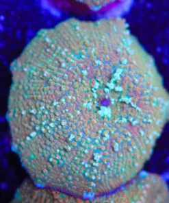 Sandstorm Discosoma Mushroom Frag (Row #91:B)
