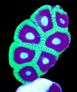 Bulbasaur Favia Frag (Row #92)