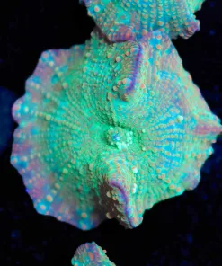 Tequila Sunrise Mushroom Frag (Row #93:B)