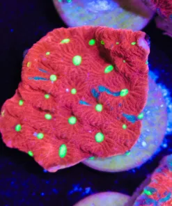 Green Eye Blood Favia Frag (Row #94:B)