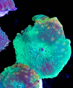 Golden Serpent Discosoma Mushroom Frag (Row #95)