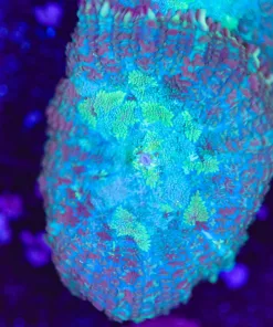 Blue Rhodactis Frag (Row #96)
