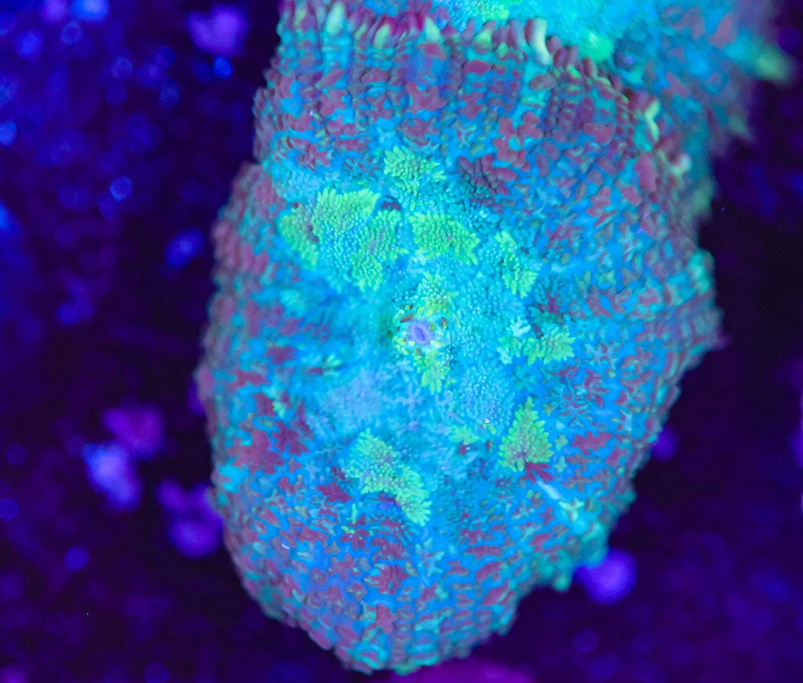 Blue Rhodactis Frag (Row #96)