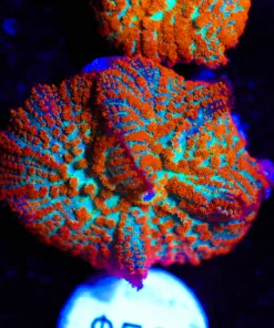 Forest Fire Rhodactis Mushroom (Row #98)