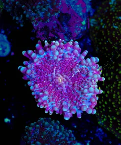 Ricordea Yuma Coral Frag (Row #98:B)