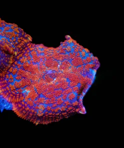 Superman Rhodactis Mushroom (Row #99)