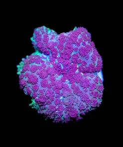 Purple Goblin Mushroom Frag (Row #99:B)
