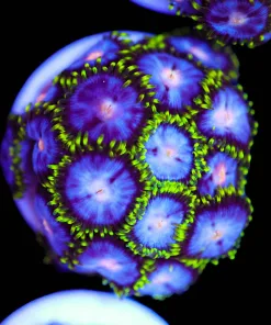 Blue Sky Zoa Frag (Row #9:B)