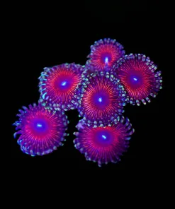 Armor Of God Zoa Frag (Row #9:B)