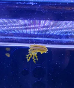 Wysiwyg Tiny Yellow Sea Cucumber  (Row2-B6)