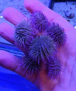 Smaller White / Pink Pin Cushion Urchins | Great For Smaller Tanks | Algae Destoryers