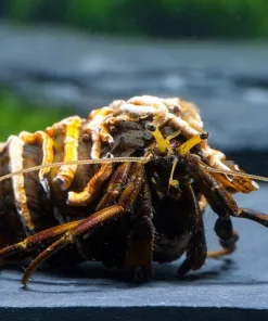 African Hermit Crab  (R4-B3)
