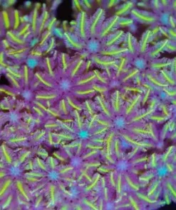 Yellow Palm Clove Polyp Frag (Row #86)